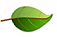 Earth friendly